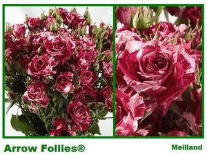 ROSE BR. ARROW FOLLIES 40
