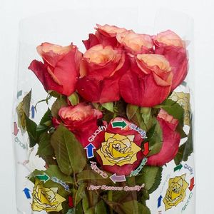 ROSE BOGART 60