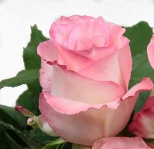 ROSE BOULEVARD 50