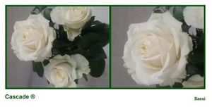 ROSE CASCADE 50