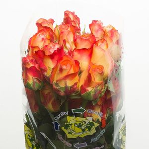 ROSE ENCANTO 50