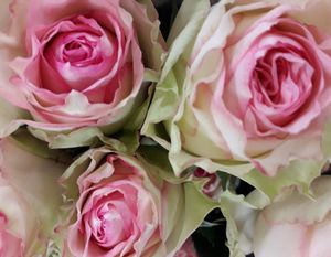 ROSE ESPERANCE 60