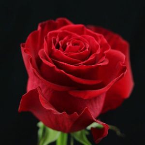 ROSE HALLELUYA 70
