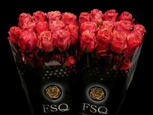 ROSE HOT CARPE DIEM 40