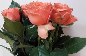ROSE LOIS LANE KENIA 50