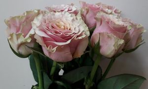 ROSE MABELLA KENIA 50
