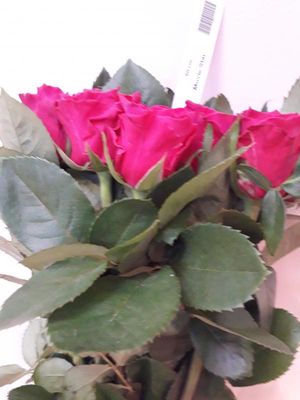 ROSE MOVIE STAR 50