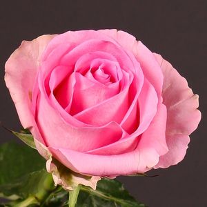ROSE REVIVAL 50