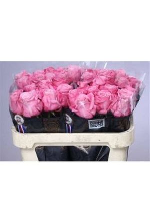 ROSE ALL 4 LOVE 50