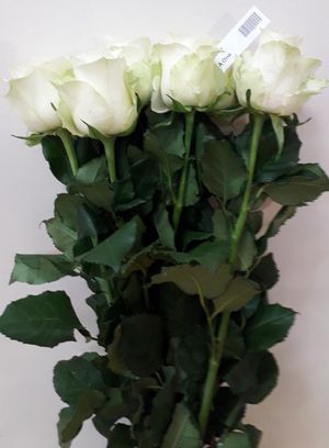 ROSE A ONE 40