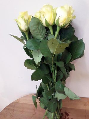 ROSE MINION KENIA 50