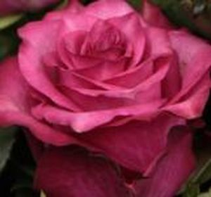 ROSE SANAA 50