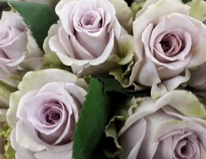 ROSE SILVERSTONE 40