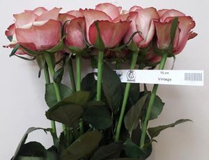 ROSE VINTAGE 50