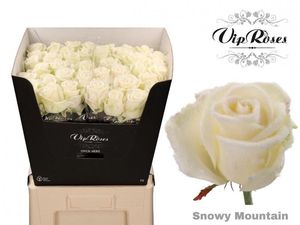 ROSE SNOWY MOUNTAIN AVALANCHE 80