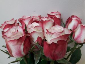 ROSE SWEETNESS KENIA 50
