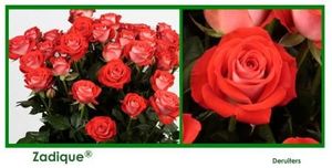 ROSE BR. ZADIQUE 50