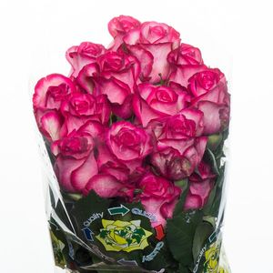 ROSE CAROUSELL 40