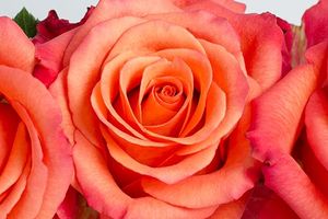 ROSE HIGH & HAPPY 50
