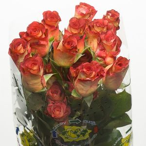 ROSE LEONIDAS 50