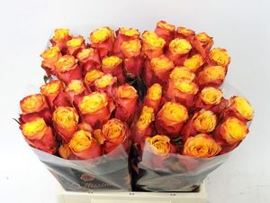 ROSE MIDNIGHT SUN KENIA 50