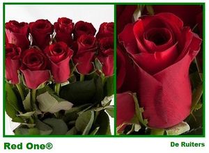 ROSE RED ONE 40