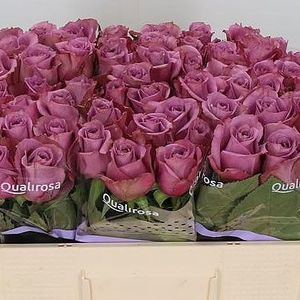 ROSE NEW ORLEANS 60