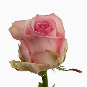ROSE SORBET AVALANCHE 70