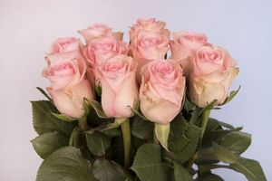 ROSE SVETLANA KENIA 50