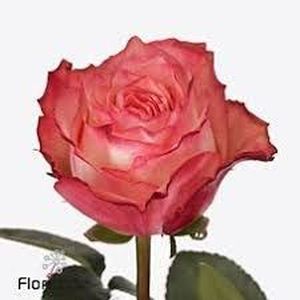 ROSE ATTRACTION KENIA 50