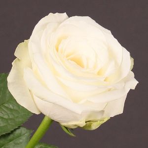 ROSE COUNTDOWN 40