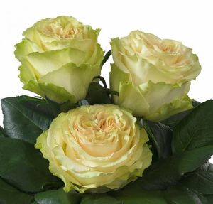 ROSE DYNAMIC 50