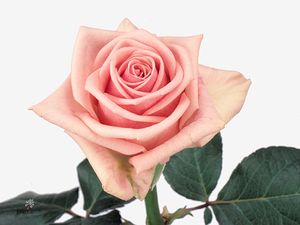 ROSE HEAVEN 50