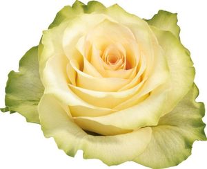 ROSE KIWI KENIA 50