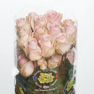 ROSE LUCIANO 50