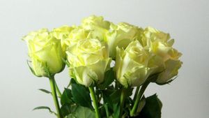 ROSE VANILLA SKY KENIA 50