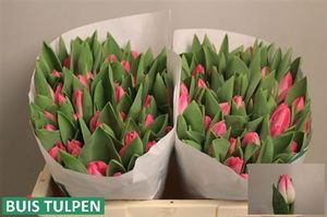 TULIPE MEMPHIS 40