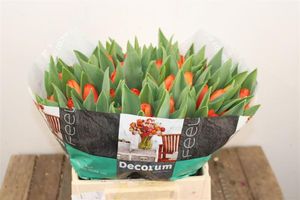 TULIPE CADANS 40