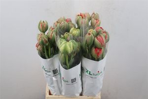 TULIPE GUDOSHNIK DOUBLE 55