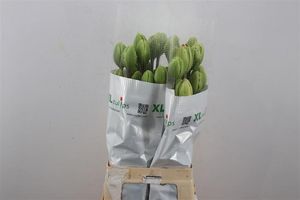 TULIPE JONQUIERES 70