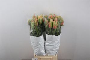 TULIPE MENTON UNIQUE 65