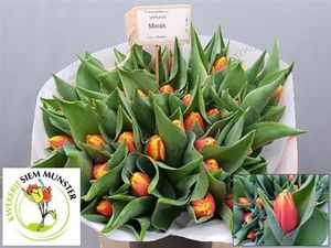 TULIPE MINSK 38