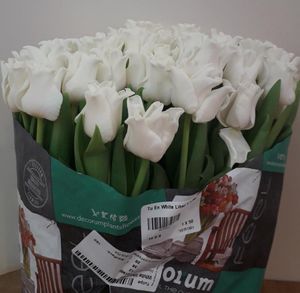 TULIPE WHITE LIBERSTAR 36