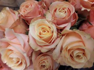 ROSE OLYMPUS KENIA 50