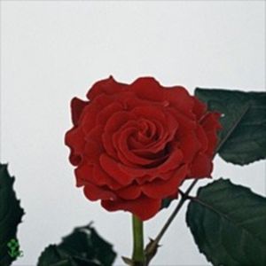 ROSE EL TORO KENIA 50