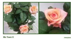 ROSE MOTOWN 70