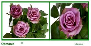ROSE OSMOSIS 60